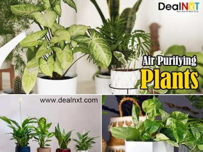 research paper on air purifying plants