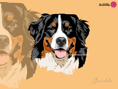 Realistic Vector Pet Bernese Mountain Doggy animation branding design graphic design illustration logo motion graphics pet vector