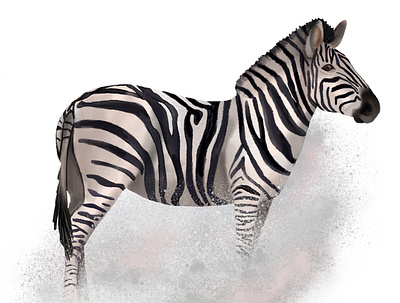 Watercolor zebra art design digital illustration watercolor zebra