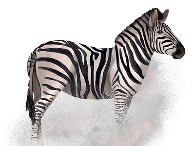 Watercolor zebra