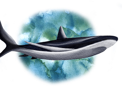 Watercolor Shark animal digital illustration shark watercolor