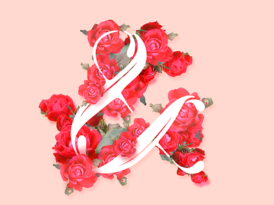 Rose Ampersand ampersand fleurishes flowers handlettering handtype illo illustration type typespiration typespire typography vector