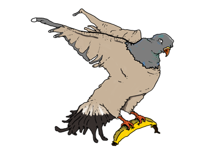 Pigeon hand drawn illustration