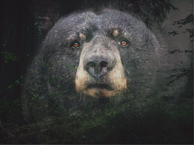 Bear design illustration