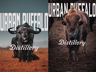 Urban Buffalo 3