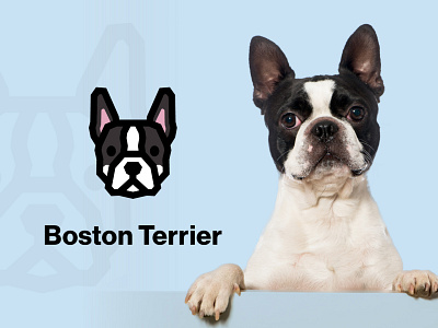 Boston Terrier Dog Logo boston terrier massachusetts vector