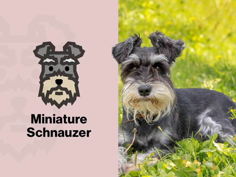 Miniature Schnauzer Dog Logo by Max Waltz on Dribbble