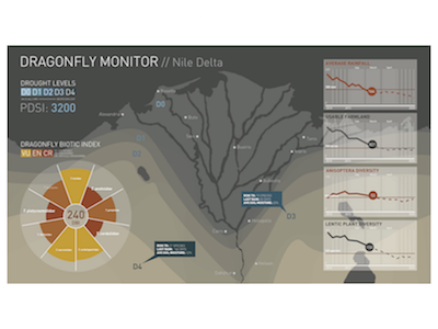 Dragonfly Monitor Dashboard