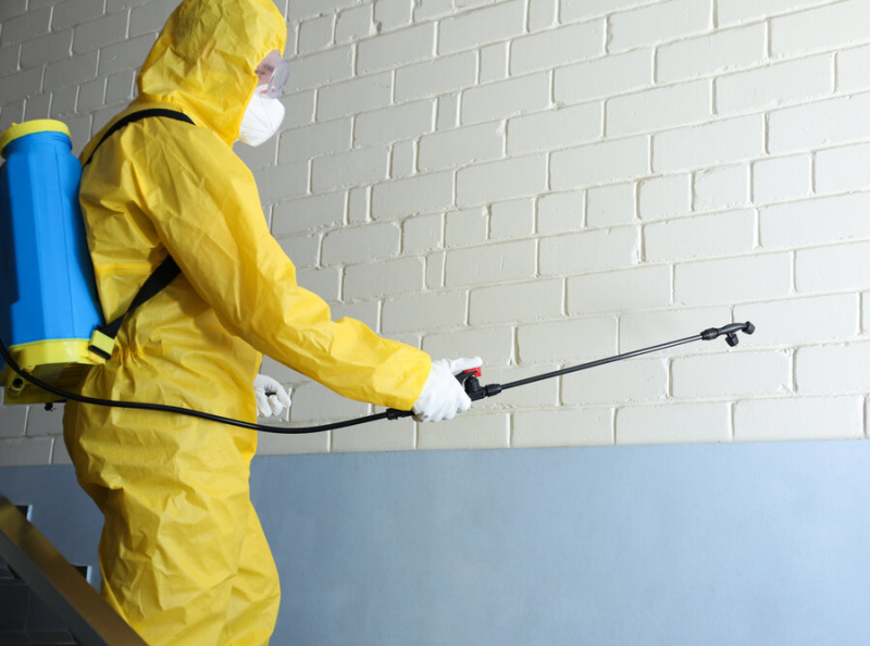 Pest Control Golden Point by Pest Control Docto on Dribbble