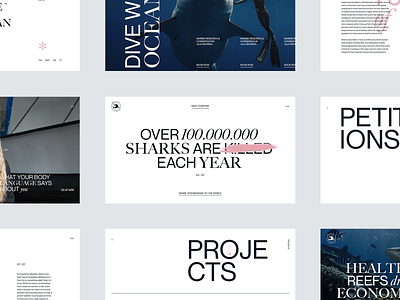 Ocean Ramsey editorial interaction interface ocean ramsey sharks typography ui webdesign