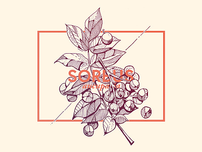 Sorbus Aucuparia art design drawing flower graphic handmade illustration ink nature plant sketch sketchbook