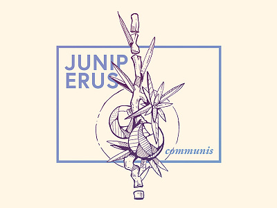 Juniperus Communis art design drawing flower graphic handmade illustration ink juniper nature sketch sketchbook