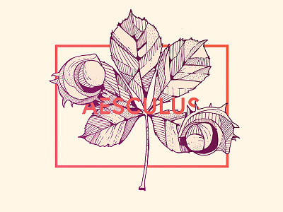 Aesculus Hippocastanum art design drawing flower graphic handmade illustration ink leaf nature sketch sketchbook