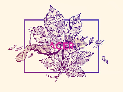 Acer Pseudoplatanus art design drawing flower graphic handmade illustration ink leaf nature sketch sketchbook