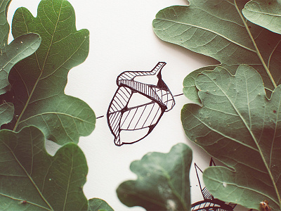 Acorn acorn art design drawing graphic illustration ink leaf nature photography sketch sketchbook