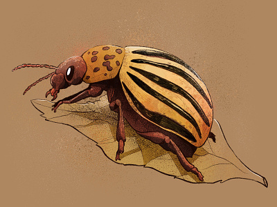 Potato Bug animal art beetle bug design digital art draw drawing editorial graphic illustration illustrator ipad procreate sketch sketchbook