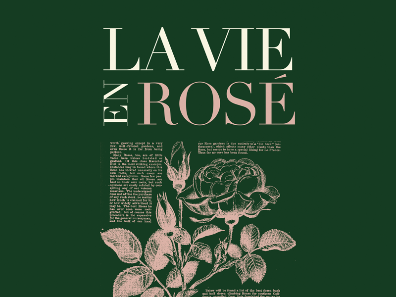 La Vie En Rose flower french illustration invitation photoshop rose