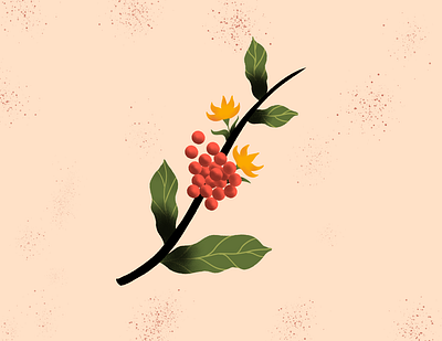 fruto café branding coffee design digital painting illustration
