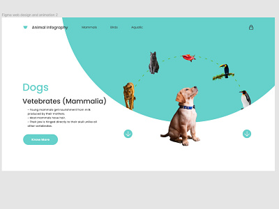 Animal infography figma graphic design motion graphics website website design