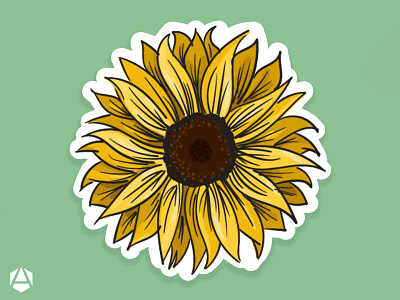 Sunflower Illustration design graphic design illustration vector