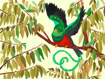 Kvezal (Pharomachrus mocinno) bird book character design endangerous greeting card guatemala guatemalan quetzal illustration kvezal leaves okotea packaging pharomachrus mocinno photoshop plant quetzal rain forest sacred bird tree