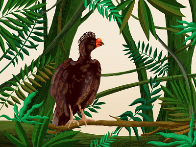 Wattled curassow (Crax globulosa) bird character design digital illustration illustration packaging wattled curassows