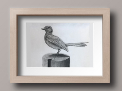 Charcoal Drawing of a Scrub Jay