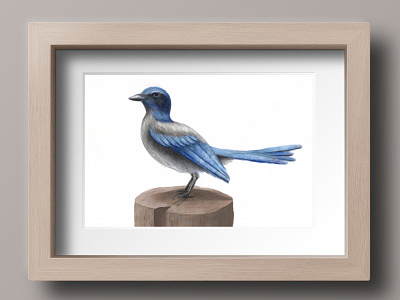 Digital Painting of a Scrub Jay art digital art digital painting drawing hand drawn illustration photoshop