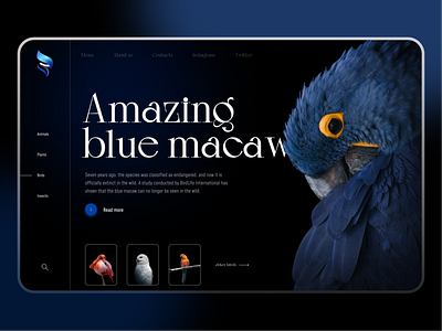 Blue macaw design ui ux web design