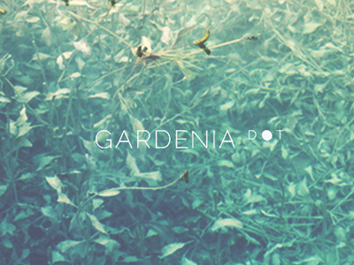 Gardenia Dot gardenia gardenia dot