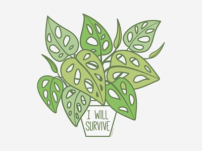 I Will Survive | Monstera Adansonii