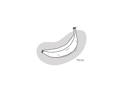 Banana for scale. banana caseyillustrates for scale illustration measure orlando vector