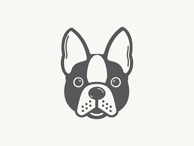 Boston Terrier flat illustration orlando vector