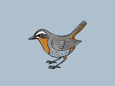 Backyard Bird Robin bird design graphic design illustration procreate robin