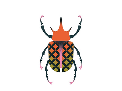 Actaeon beetle