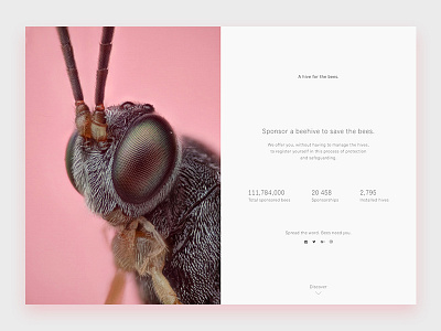 Daily UI #003 — Landing page beehive bees challenge dailyui desktop divided website greenpeace landingpage pink