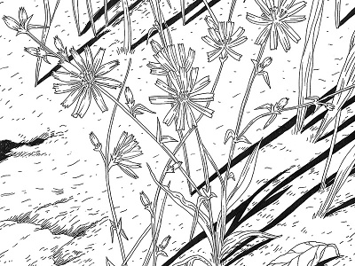 Chycory black and white black forest drawing illustration germany illustration ink linework shadows traditional