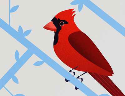 Cardinal Bird design illustration vector