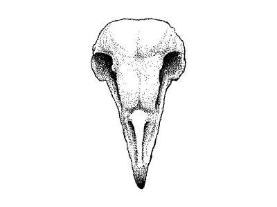 Barn Owl Skull animal background barn owl bird black black and white drawing ipad natural owl painting pointallism skull stipple wallpaper