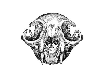 Cat Skull Drawing