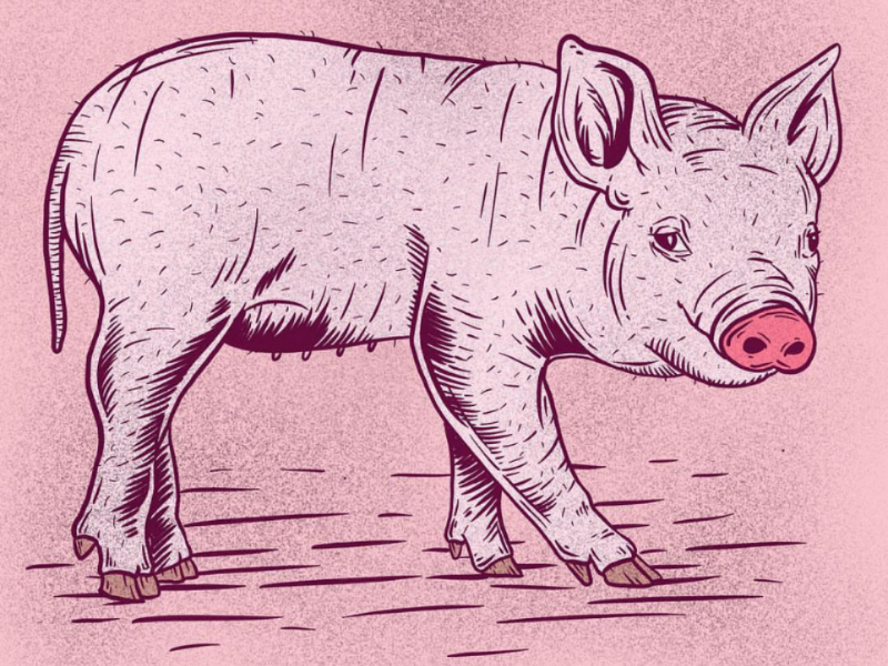 Pink Pig graphic drawing pink piglet piggy pig dribbble illustrate procreate