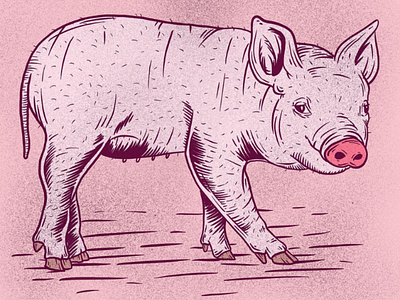 Pink Pig drawing dribbble graphic illustrate pig piggy piglet pink procreate