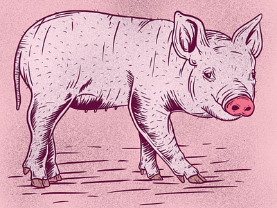 Pink Pig