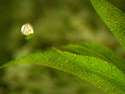 Leaves & A Drop 3d blur drop motion nature water
