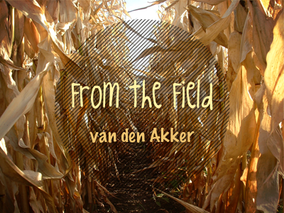 From The Field akker field grain last name