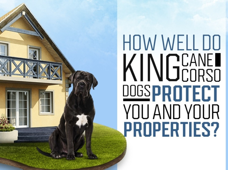 How Well Do King Cane Corso Dogs Protect You and Your Properties by