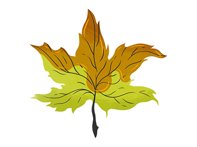 Maple Leaf leaf maple leaf nature plants syrup