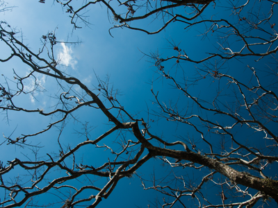 Sideways branches photo