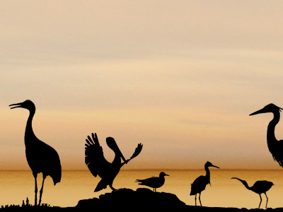 Birds birds silhouette sunset