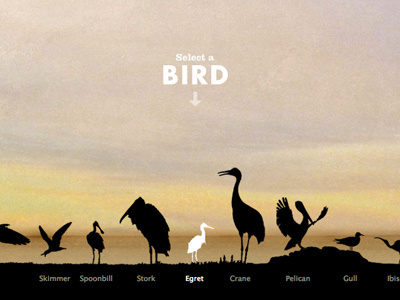 select a bird bird black css hover